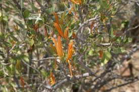 Image result for Anisotes