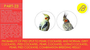 Probability Of Pied Split To Pearl Cockatiel And Grey Pied Pearl Lut Cockatiel Probability Pearls