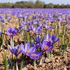 Crocus A Safran Crop Farming Vertical Farming Growing Saffron