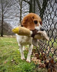 Black And Brown Beagle Puppy Inseparable Friends Https Ift Tt 2waatm4 In 2020 Cute Beagles Beagle Puppy Beagle