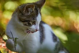 The training methods for teaching pets to use a crate are slightly different, and it may take your cat a bit more time. Tips On How To Get A Semi Feral Cat In A Carrier Born For Pets