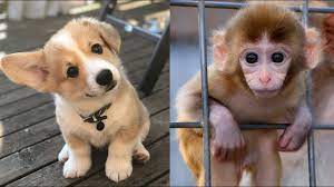Funniest And Cutest Dogs And Cat Video Compilation Funny Animals Videos 15 Youtube Cute Cats And Dogs Cute Baby Animals Baby Animals