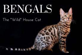 By aaron sull, world israel news. The Joys And Hazards Of Living With A Pet Bengal Cat Pethelpful