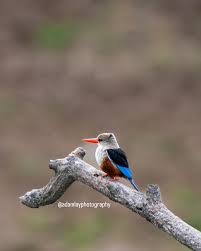 German Shepherd & Boerboel puppies, looking for new homes Price & delivery  📞 0754266635