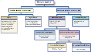 This was an overview of the human nervous system function and structure along with a labeled diagram. Introduction To Neuroanatomy Physiopedia