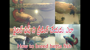 How To Betta Fish Breeding Pet World Telugu Youtube