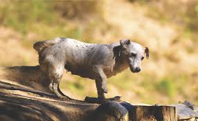 Quel est le saint qui prot?ge les animaux. La Teigne Chez Le Chien Symptomes Cause Traitement Et Prevention