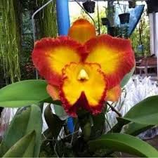 Ada juga yang menyebut cattleya sebagai saudara kembar taman situ lembang karena kemiripannya. Jual Anggrek Cattleya Rlc Summer Sunrise Murah Mei 2021 Blibli