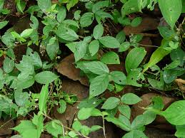 Image result for Teramnus