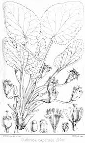Image result for Achariaceae