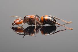 Image result for Nicolasia stenoptera