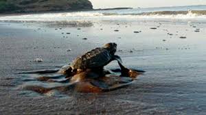 newly-hatched Olive Ridley turtles ...