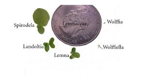 Image result for Wolffiella hyalina