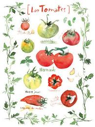 Tomato Chart Poster Vegetable Art Print Watercolor