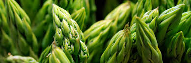 Grow it yourself: Asparagus | CANNA Gardening USA
