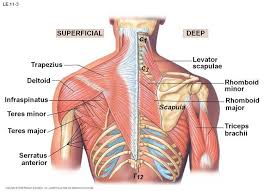Two these kinds of diagram of shoulders can be obtained. Muscles Anatomy Physiology Health Fitness Training Muscle Bone Shoulder Anatomy Muscle Anatomy Shoulder Muscle Anatomy