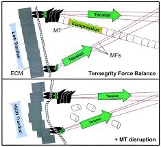 Bd yao, yf chan, n wang. Mechanical Behavior In Living Cells Consistent With The Tensegrity Model Pnas