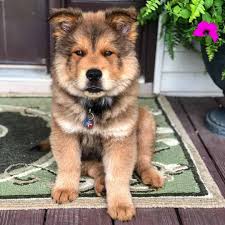 Australian cattle dog · corona, ca. Is The German Shepherd Chow Mix The Best Guard Dog K9 Web