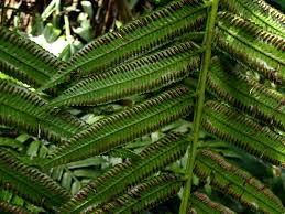 Image result for Ptisana