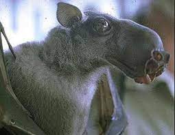 Camels are animals well known for their distinctive humps. Vincent Racaniello On Twitter Rt Virusprofsings Hammerhead Bat Looks Like A Camel Host For Mers 2014asv Http T Co Aqngutasfz