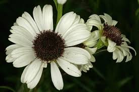 Image result for Callilepis laureola