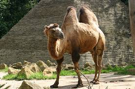 Not forgetting the wild bactrian camel. Camel Wikiwand