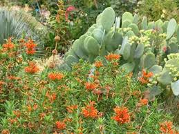 Image result for Leonotis decadonta