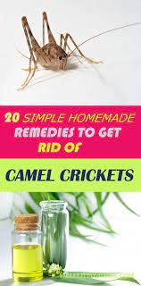 Mole crickets, camel crickets, field crickets and house crickets. Pin On Garden Pests