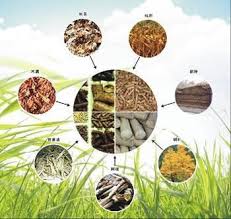 Biomass Fuel Biomass Fuel Wood Pellets