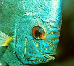 Hole In The Head Hexamita Tropical Fish Keeping
