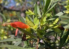 Image result for Oldfieldia