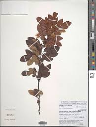 Image result for Indigofera paracapitata