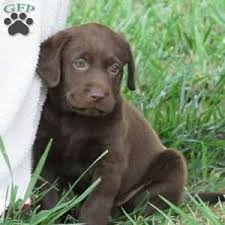 Favorite this post may 8 ** golden retriever mix puppy ** Chocolate Labrador Retriever Puppies For Sale Greenfield Puppies Labrador Retriever Puppies Labrador Puppies For Sale Labrador Retriever