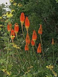 Image result for Galiniera saxifraga