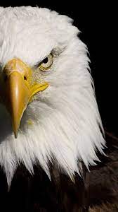 Eagle Wallpaper 4k Iphone Mywallpapers Site Eagle Wallpaper Bald Eagle Eagle Pictures