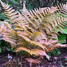 Image result for Athyrium