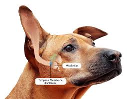 Dog Ear Infections Natural Remedies That Work Dogs Naturally Dogs Ears Infection Dog Ear Cleaner Dog Ear Infection Remedy