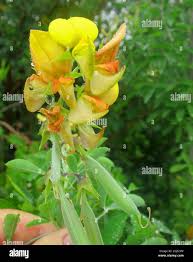 Image result for Crotalaria capensis