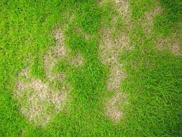 If you're dealing with a brown or patchy lawn, reseeding a lawn can help you to repair your lawn in order to have the sparkling, emerald green lawn of your dreams. Lawn Care What S Causing Yellow Spots On Your Lawn How To Fix It