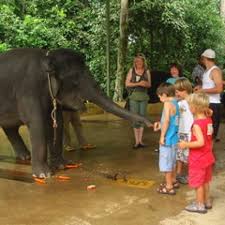 If your priority is animal welfare and conservation then i advise that you avoid this place. Kuala Gandah Elephant Sanctuary Pahang Endemicguides