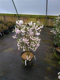 Zuzu Dwarf Cherry Prunus Spring Meadow Nursery Inc Facebook