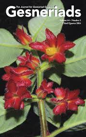 Image result for Streptocarpus eylesii × michelmorei