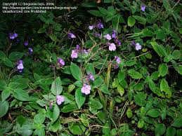 Image result for Streptocarpus glandulosissimus