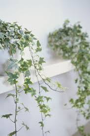 Good News These Indoor Plants Are Almost Impossible To Kill Ivy Plant Indoor Indoor Vines Plant Decor Indoor