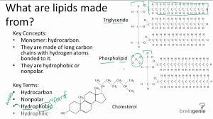 What is lipids composed of. 1 2 7 What Are Lipids Made From Youtube