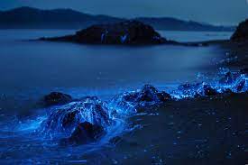 umi hotaru alien life forms in japan s seto sea 風景 風景の絵 美しい場所
