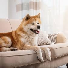 Best 10 stoff sofa entstauben pics. Microfaser Sofa Reinigen Tipps Fur Ihre Reinigung Polsterando