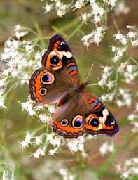 0 ratings0% found this document useful (0 votes). Rama Rama Butterfly Cantik Kupu Kupu Pemandangan Fotografi