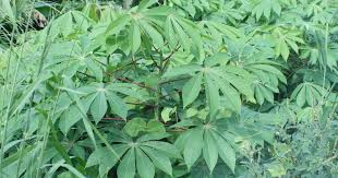 Image result for Argomuellera