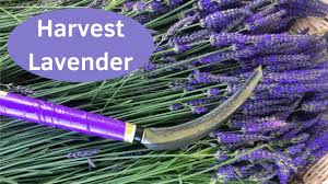 Maybe you would like to learn more about one of these? How To Harvest Lavender 11 Steps With Pictures Wikihow